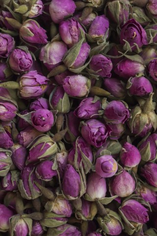 pink-persian-rose-1-scaled-1-683x1024